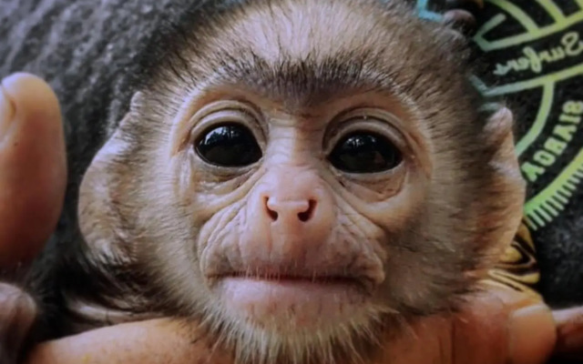 Humbhaha Jungle Nature Eco Resort