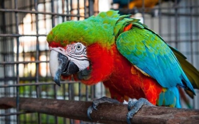 Hotel Pez Vela Manzanillo