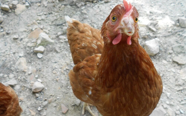 Agriturismo L'Isola Che Non C'era