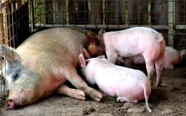 Agriturismo il Tripesce