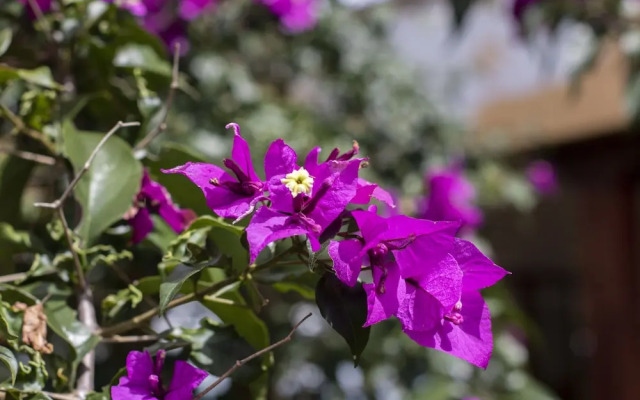 Tucurinca Hotel & Spa