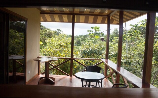 Studio Cecropia Primary Forest View