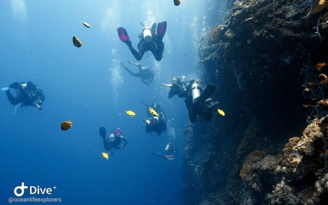 Oceanlife Explorers