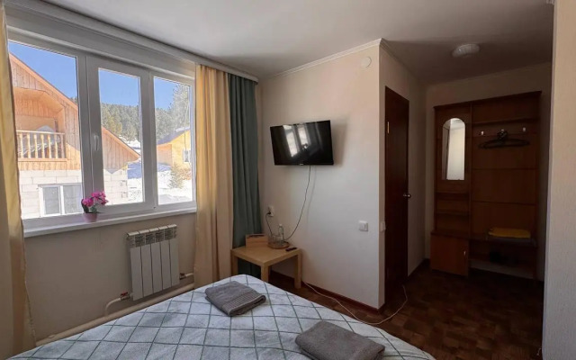 Кедр Золотой