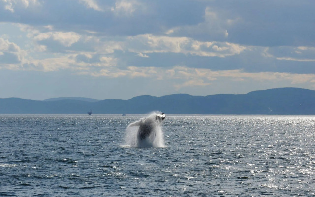 Hotel Motel Le Beluga