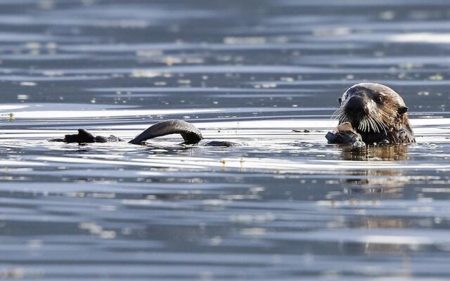 Dolphin House  Bed & Breakfast