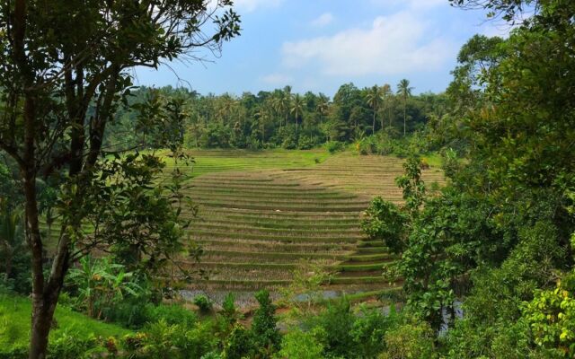 Bali Lush