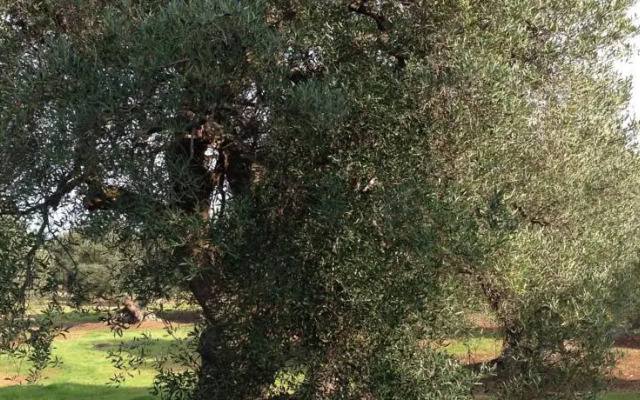 Appartamento in Ostuni