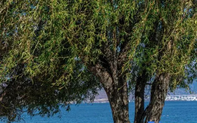 Famous Garden Inn (Dali Ancient City Branch)