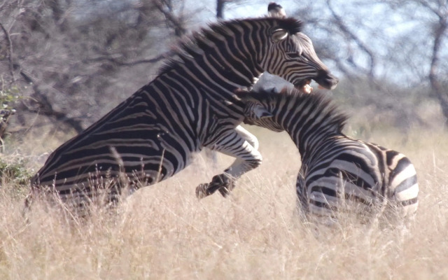 Mziki Safari Lodge