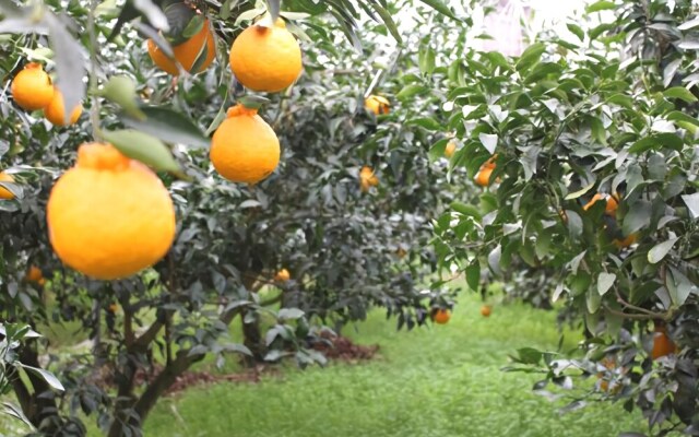 Jeju Nerewat Pension