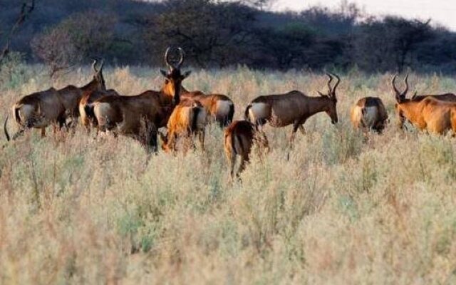 Gabus Game Ranch