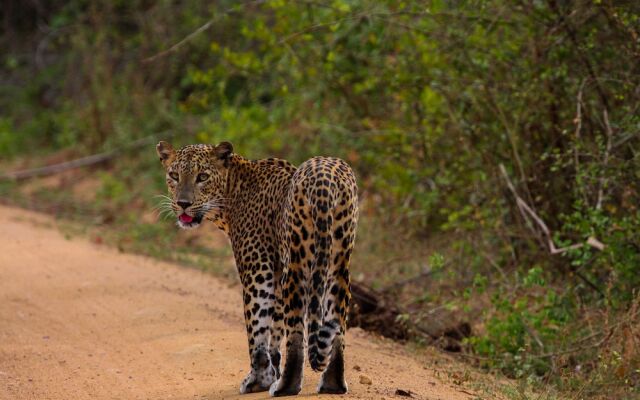 Yala National Park Camping