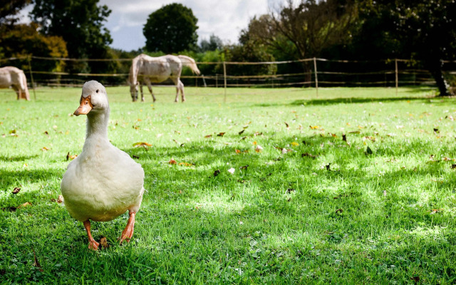 La Ferme D'ervée de Saint-Roch