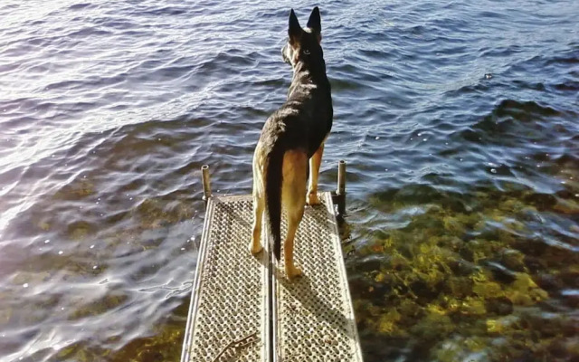 Roof House Near Dummer See With Rowing Boat