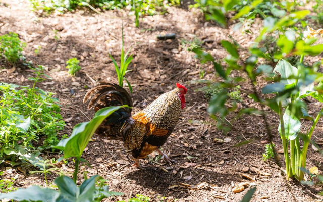 Quinta biológica, com vista, na Serra de Sintra