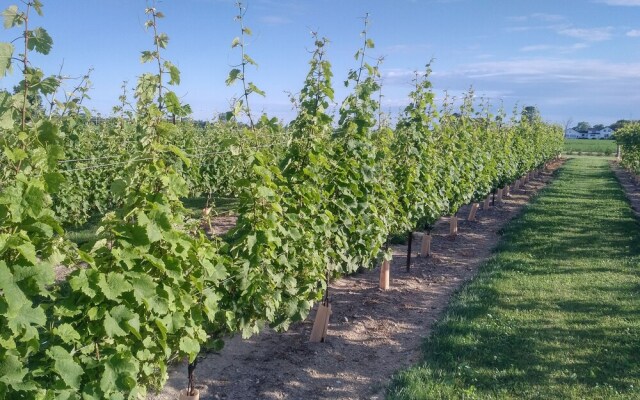 Hessenland Inn & Schatz Winery
