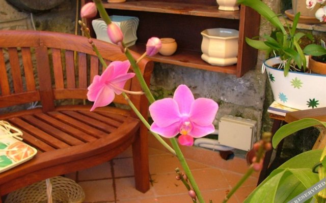 Orchid Corner