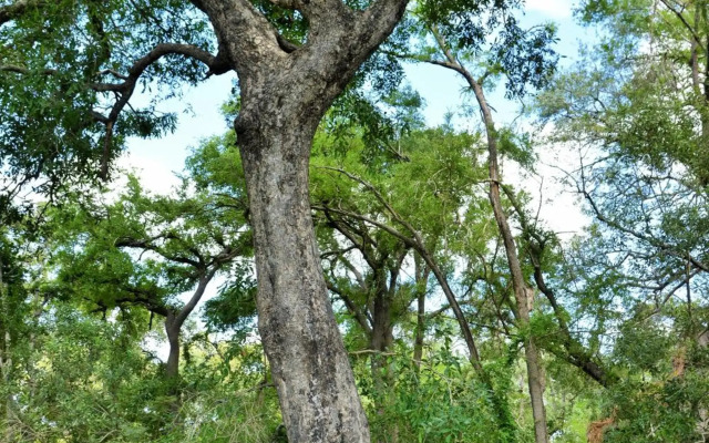 Imbali Safari Lodge