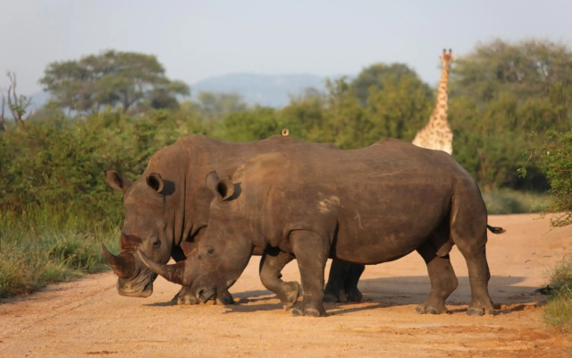 Rhino Ridge Safari Lodge