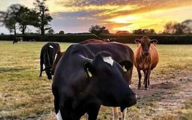 New Farm Bed & Breakfast