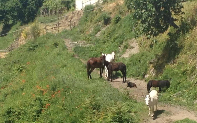 Tenuta Le Fornacelle