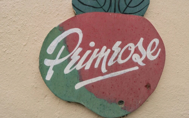 Primrose