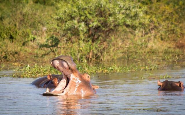 Africamps at White Elephant Safaris