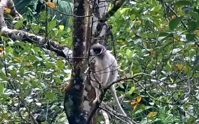 360 Rainforest