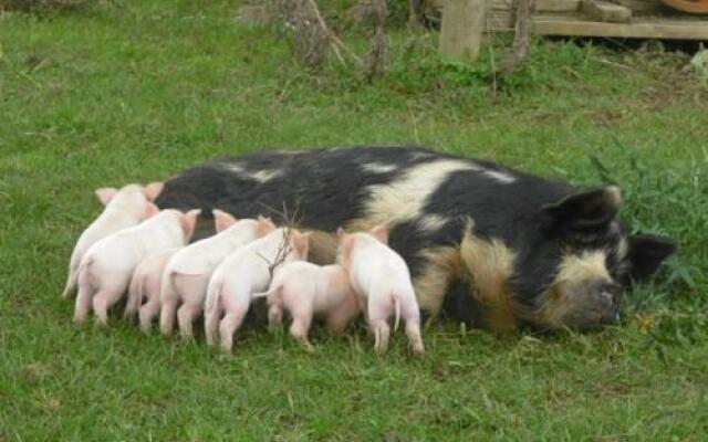 Waitomo Farmstay