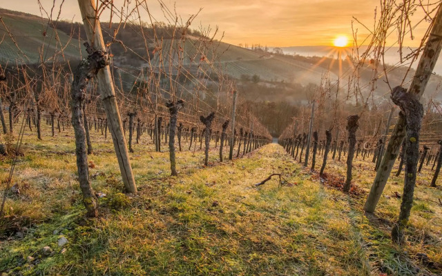 Weinstöckl Hochgrail pures sein