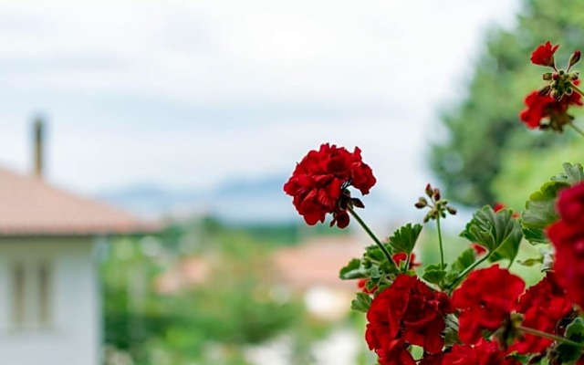 Affittacamere Terry's House