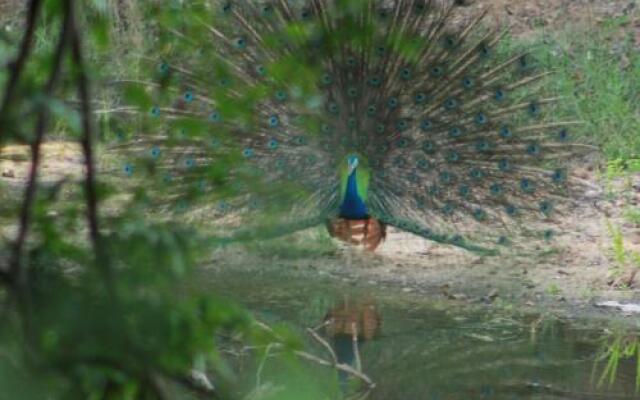 Weaver Bird Villa