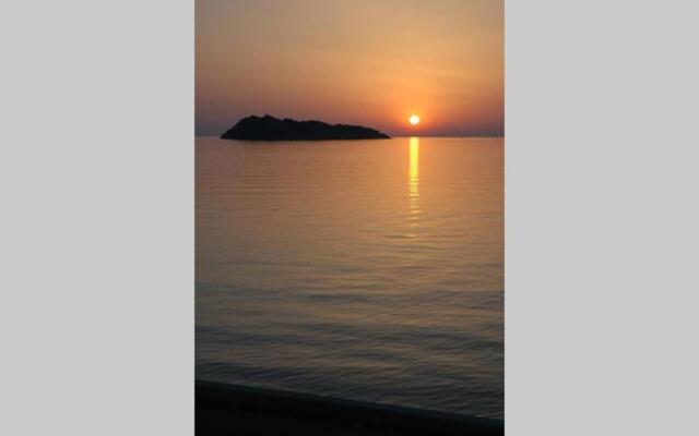 Elenis Olive green Studio