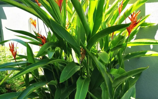 Surprised Homestay Butterworth