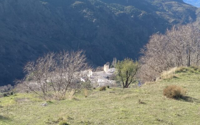 Castaño Real
