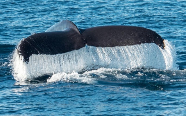 Lux Oceanfront Villa with breathtaking views