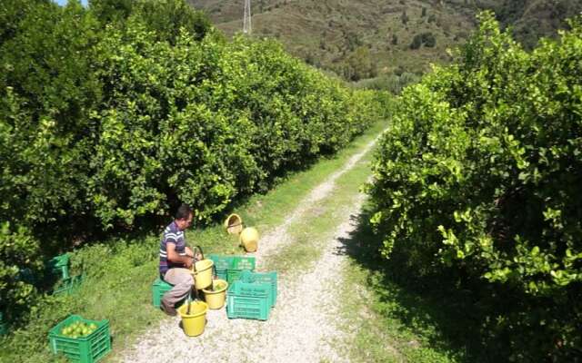 Agricontura