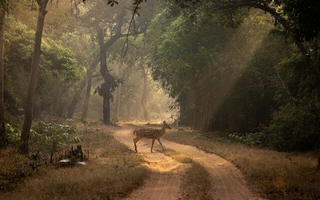 The Untamed Bandhavgarh by TUTC