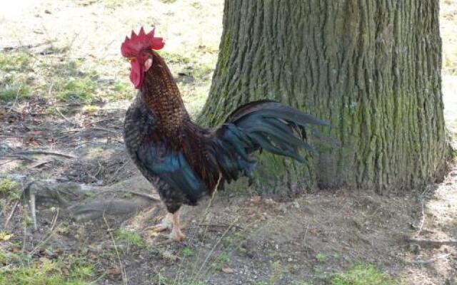 Strickerhof Göttl (Altreichenau) Urlaub auf dem Bauernhof