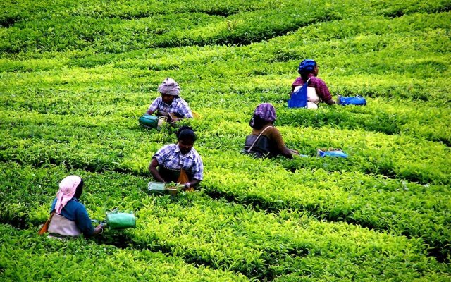 The Fog Munnar Resorts & Spa