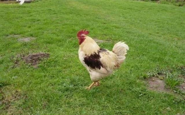 Landgasthaus Am Frauenstein