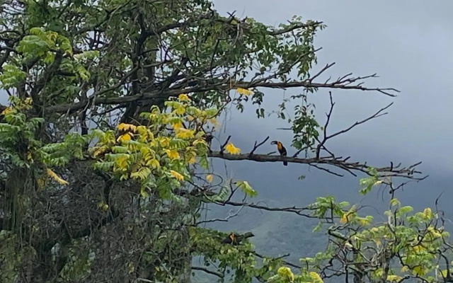 Rio natureza apart 115