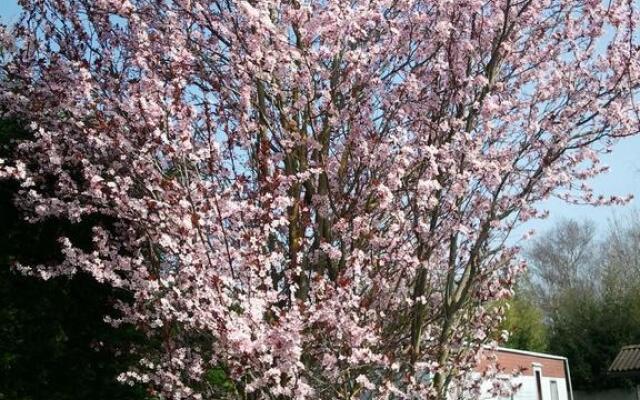 Camping Pomme de Pin