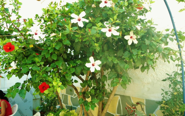 Apollonia Apartments