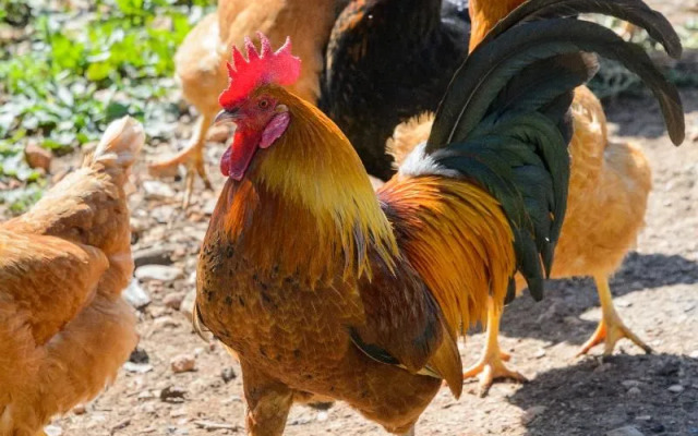 Agroturismo Can Prats