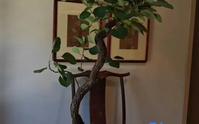 Xiansheng Duimen Traditional Chinese Medicine Wellness Homestay