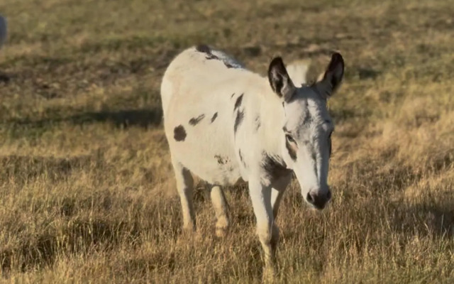 Silversprings cottages