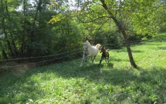 Lipizzaner Lodge