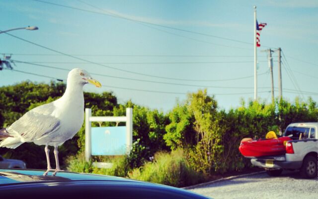 Haven Montauk